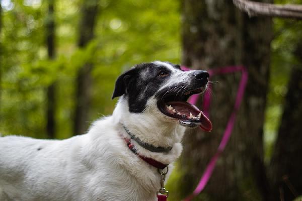Kira Cerca Adozione. Mix Pastore, Taglia Grande. 